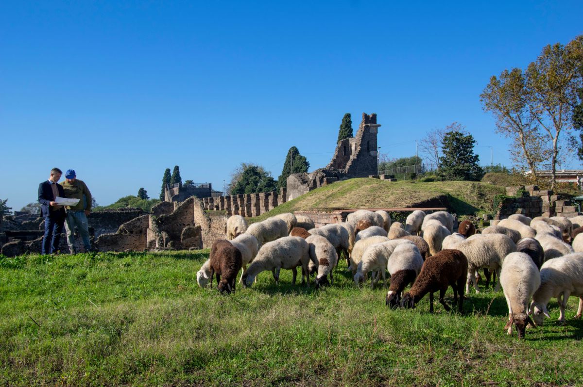 pompei Silvia Vacca 3